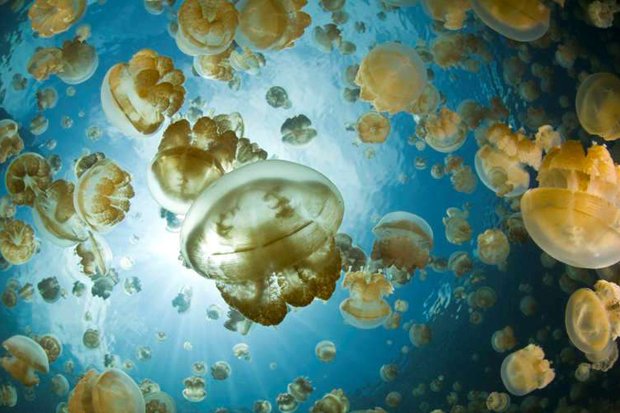 ジェリーフィッシュレイク