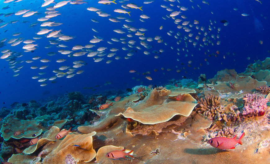 パラオダイビング